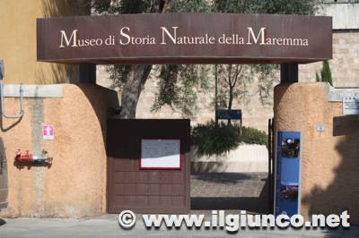 museo_storia_naturale_grosseto_1mod