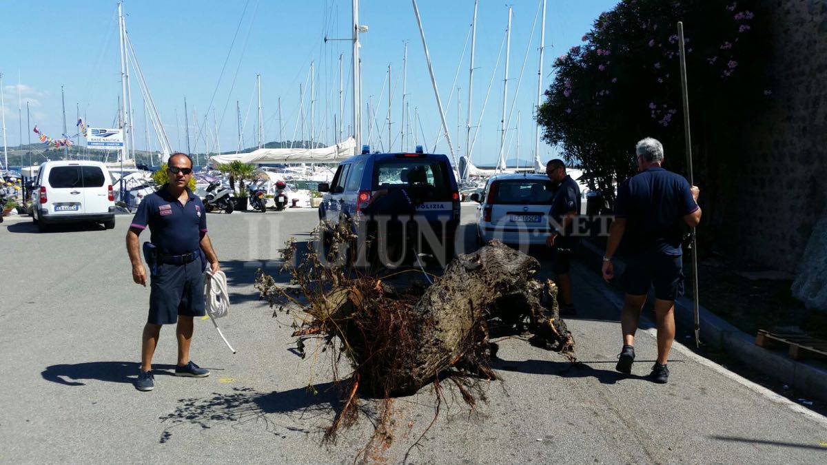 Recupero tronchi in mare Polizia