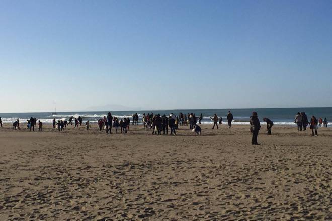 Marina di Grosseto studenti puliscono spiaggia dai tronchi