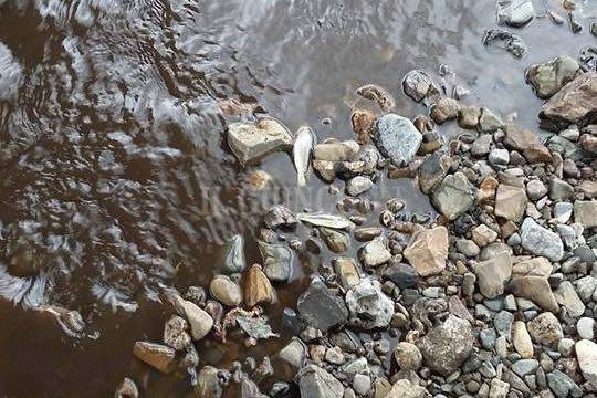 Moria di pesci inquinamento fiume Bruna
