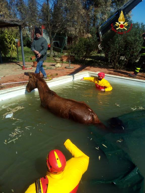 cavalli fosso/piscina