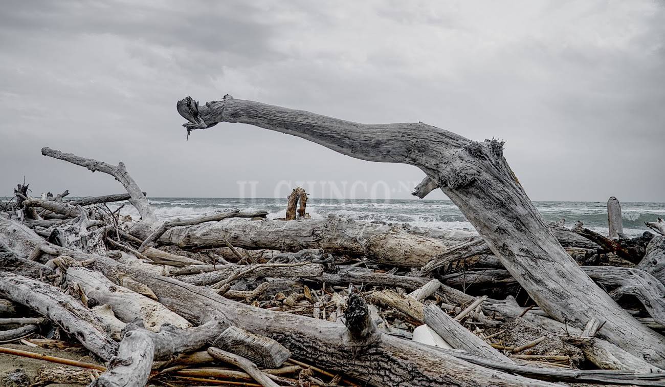 La Natura diventa Arte tronchi legni sul mare