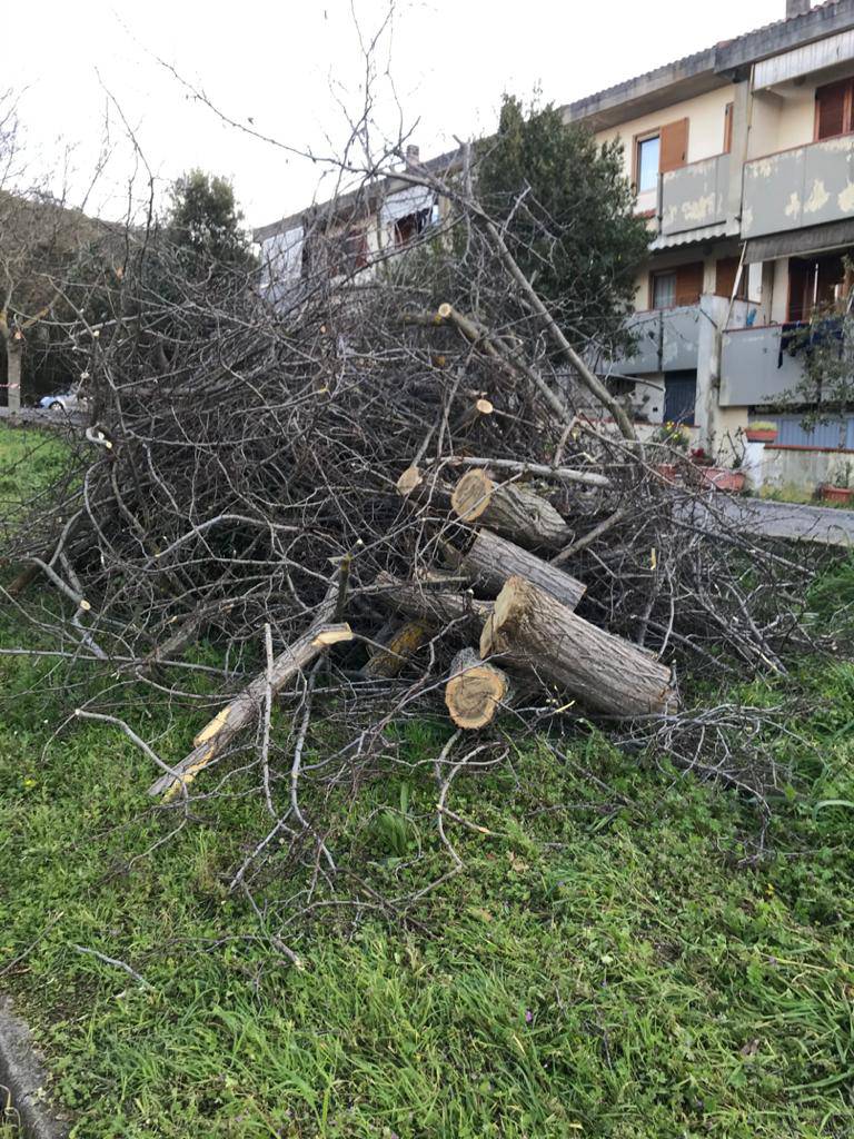 taglio alberi marzo 2020 foto di luca niccolini
