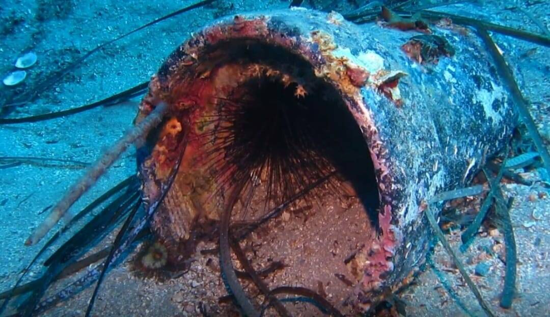 riccio di mare sub