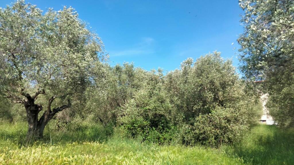 olivi zona san luigi
