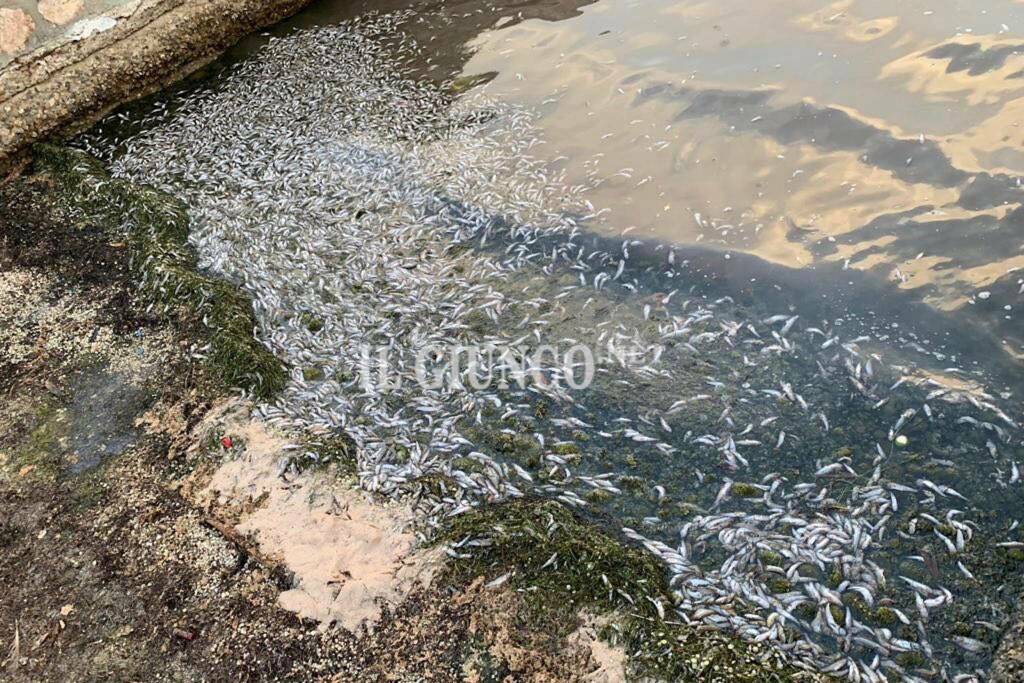 Pesci morti Laguna Levante