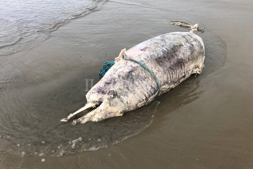 delfino decomposto